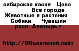 l: сибирская хаски › Цена ­ 10 000 - Все города Животные и растения » Собаки   . Чувашия респ.,Алатырь г.